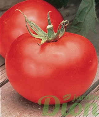 tomate-rouge-better-boy.jpg