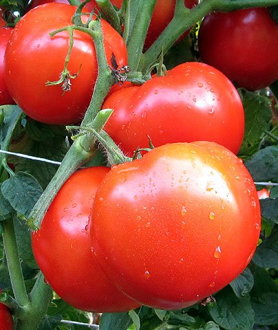 tomate-tastI-lee.jpg
