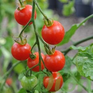 tomato-cerise-sweet-100.jpg