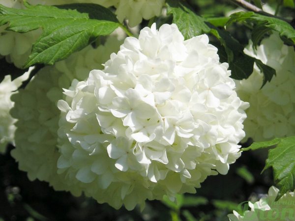 viburnum.opulus.roseum-viorne.boule,de,neige-arbuste.a.fleurs.blanches viburnum.opulus.roseum-viorne.boule,de,neige-arbuste.a.fleurs.blanches
