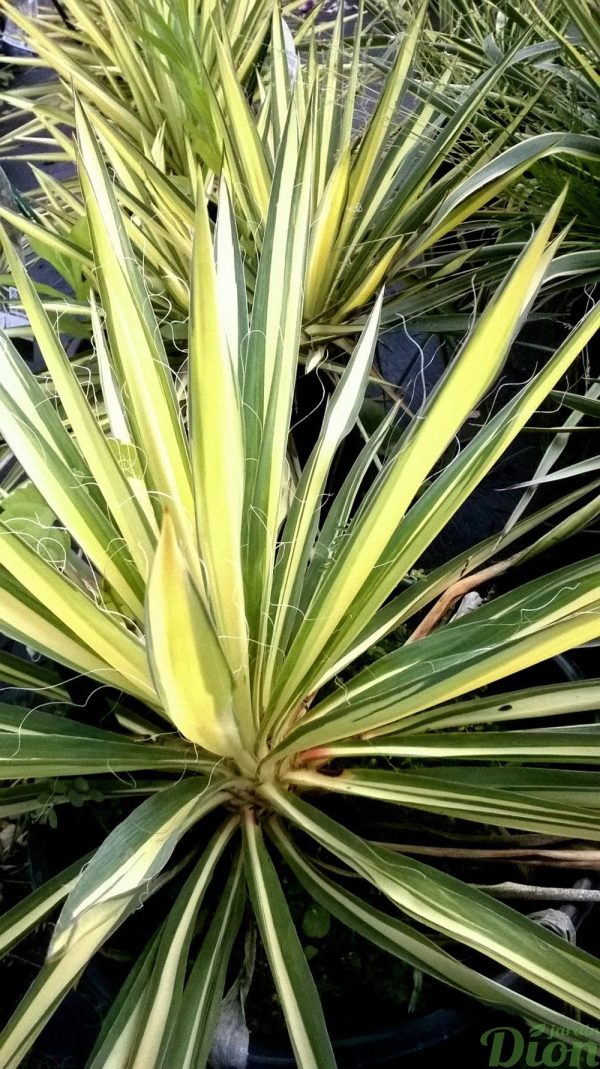 yucca-filamentosa-color guard