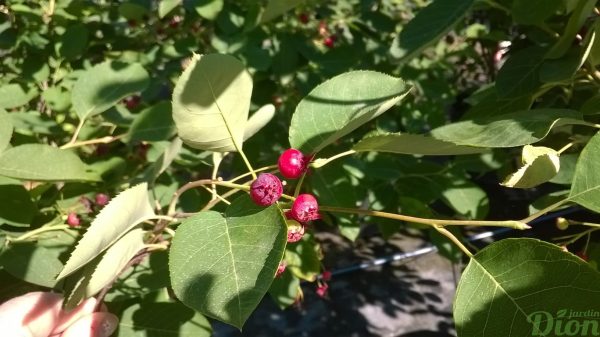 amelanchier_canadensis_amélanchier_du_canada_fruits_amélanches amelanchier_canadensis_amélanchier_du_canada_fruits_amélanches