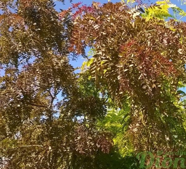 gleditsia_triacanthos_rubylace_feuillage gleditsia_triacanthos_rubylace_feuillage