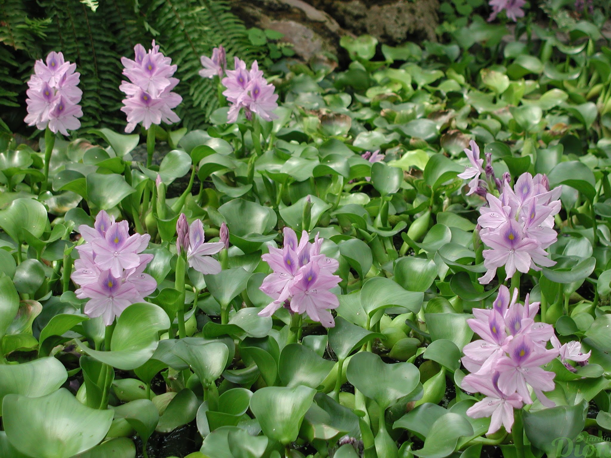 eichornia crassipes (jacynthe d'eau) |