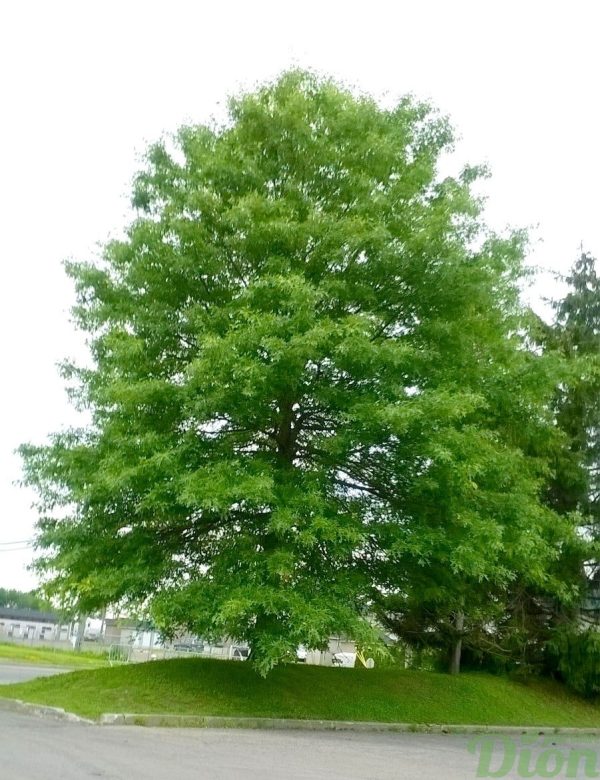 quercus_palustris_chêne_des marais_mature_port quercus_palustris_chêne_des marais_mature_port