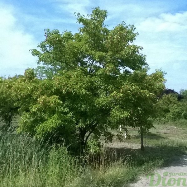 acer-ginnala-érable de l’amur acer-ginnala-érable de l’amur