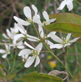 amelanchier-grandiflora-amélanchier à grande fleurs-princess-diana