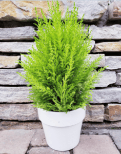 Cupressus