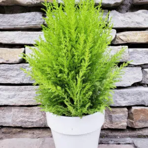Cupressus