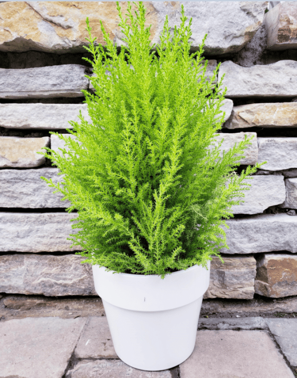 Cupressus