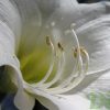 Hippeastrum amaryllis