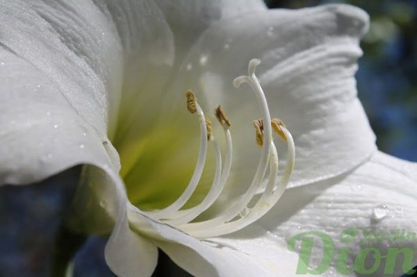 Hippeastrum amaryllis