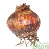 Hippeastrum amaryllis