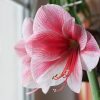 Hippeastrum amaryllis