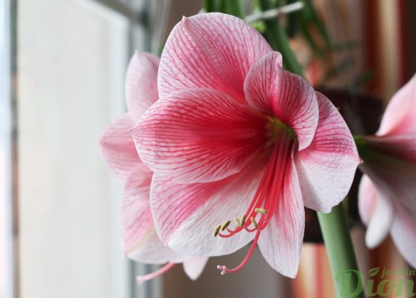 Hippeastrum amaryllis
