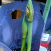 Hippeastrum amaryllis
