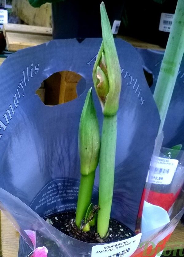 Hippeastrum amaryllis