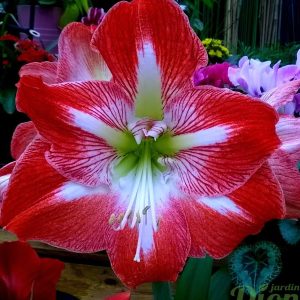 Hippeastrum amaryllis