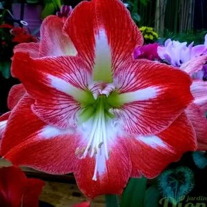 Hippeastrum amaryllis