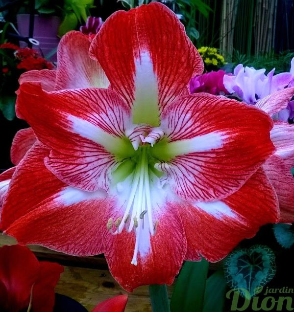 Hippeastrum amaryllis