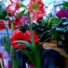 Hippeastrum amaryllis