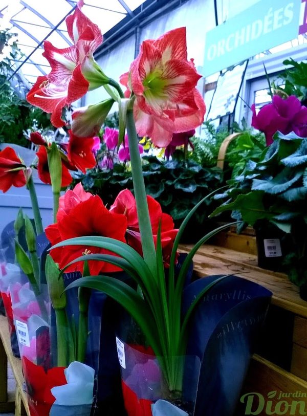 Hippeastrum amaryllis