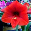 Hippeastrum amaryllis