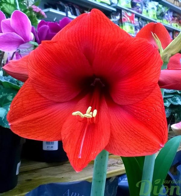 Hippeastrum amaryllis