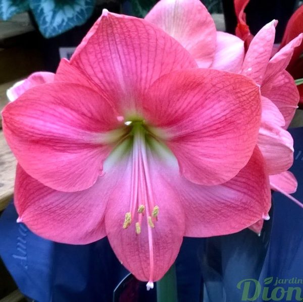Hippeastrum amaryllis