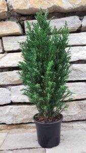 chamaecyparis elwoodii