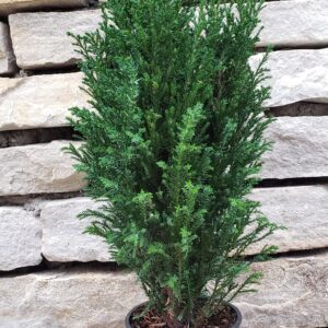 chamaecyparis elwoodii
