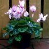 Cyclamen Persicum