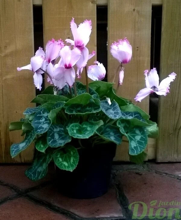 Cyclamen Persicum