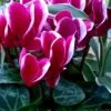 Cyclamen Persicum