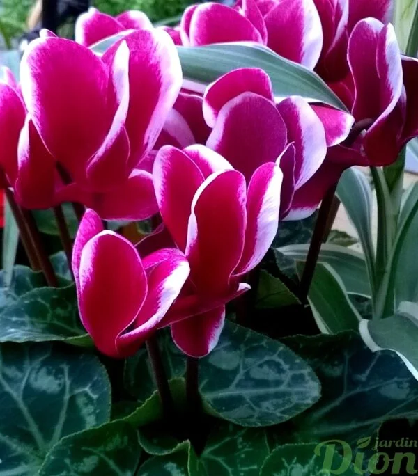 Cyclamen Persicum