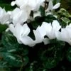 Cyclamen Persicum
