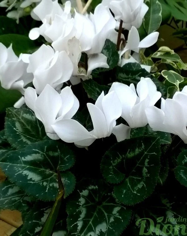 Cyclamen Persicum