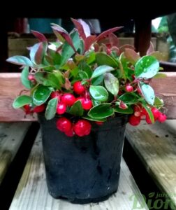 Gaultheria procumbens