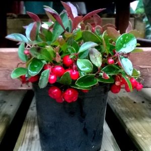 Gaultheria procumbens
