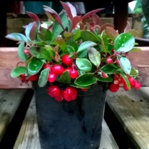 Gaultheria procumbens