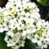 Kalanchoe blossfeldiana