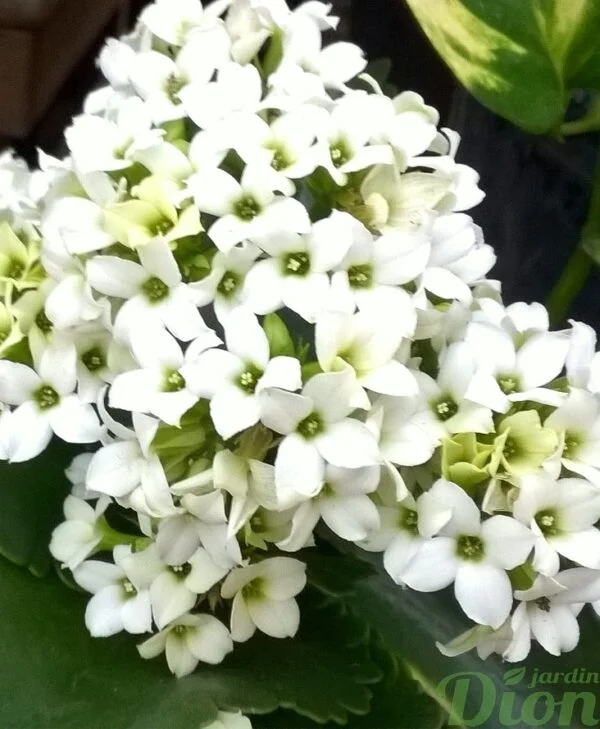 Kalanchoe blossfeldiana
