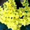 Kalanchoe blossfeldiana