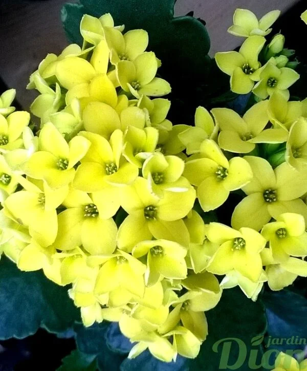 Kalanchoe blossfeldiana