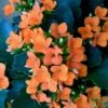 Kalanchoe blossfeldiana