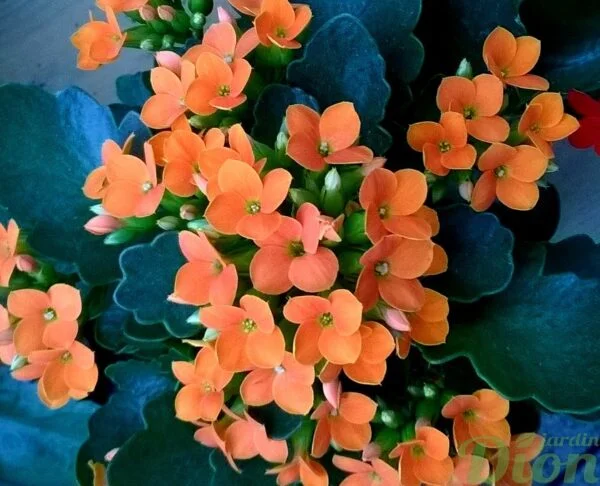 Kalanchoe blossfeldiana