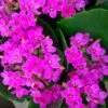 Kalanchoe blossfeldiana