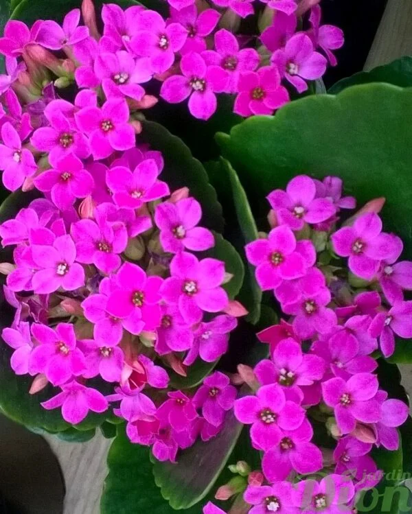 Kalanchoe blossfeldiana