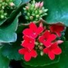 Kalanchoe blossfeldiana