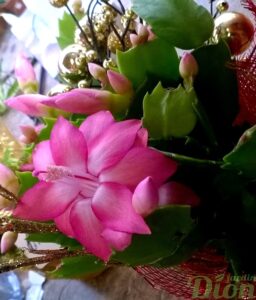 Schlumbergera truncata